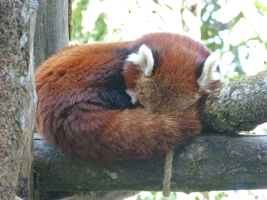 Sleeping Red Panda